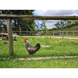 fábrica de tela galvanizada telefone Campo Largo fábrica de tela galvanizada telefone Campo Largo