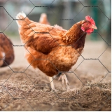 loja de tela hexagonal fio 18 Itajaí loja de tela hexagonal fio 18 Itajaí