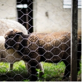 loja de tela hexagonal galvanizada Sapucaia do Sul loja de tela hexagonal galvanizada Sapucaia do Sul