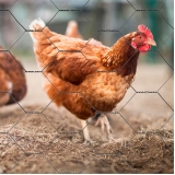 loja de tela hexagonal para galinheiro Araucária loja de tela hexagonal para galinheiro Araucária