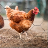 loja de tela hexagonal Itaperiú loja de tela hexagonal Itaperiú