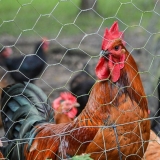 onde comprar tela hexagonal galinheiro fio 18 Aguti onde comprar tela hexagonal galinheiro fio 18 Aguti