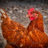 onde comprar tela hexagonal galinheiro Sorocaba do Sul onde comprar tela hexagonal galinheiro Sorocaba do Sul