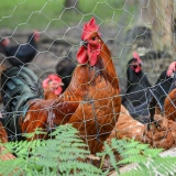 onde comprar tela hexagonal galvanizada Aguti onde comprar tela hexagonal galvanizada Aguti