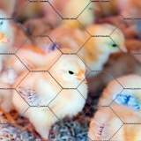 onde comprar tela hexagonal pinteiro Luiz Alves onde comprar tela hexagonal pinteiro Luiz Alves