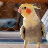 onde comprar tela viveiro hexagonal galvanizada Tijipió onde comprar tela viveiro hexagonal galvanizada Tijipió