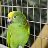 qual o valor de tela soldada galvanizada Timbó qual o valor de tela soldada galvanizada Timbó