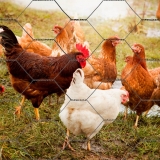 tela hexagonal fio 18 valores Santa Catarina tela hexagonal fio 18 valores Santa Catarina