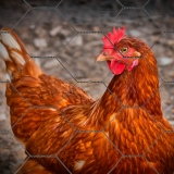 tela hexagonal fio 18 Tijucas tela hexagonal fio 18 Tijucas