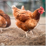 tela hexagonal galinheiro fio 18 valores Novo Hamburgo tela hexagonal galinheiro fio 18 valores Novo Hamburgo