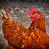 tela hexagonal galinheiro fio 18 Blumenau tela hexagonal galinheiro fio 18 Blumenau