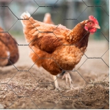 tela hexagonal galinheiro valores Nova Trento tela hexagonal galinheiro valores Nova Trento