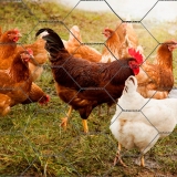 tela hexagonal galinheiro Balneario Camboriu tela hexagonal galinheiro Balneario Camboriu