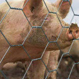 tela hexagonal mangueirão Colombo tela hexagonal mangueirão Colombo