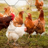 tela hexagonal para galinheiro valores Alvorada tela hexagonal para galinheiro valores Alvorada