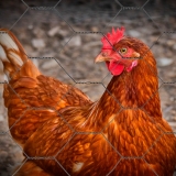 tela hexagonal para galinheiro Brusque tela hexagonal para galinheiro Brusque