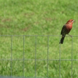 tela soldada preço Bombinhas tela soldada preço Bombinhas