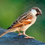 tela viveiro hexagonal galvanizada valores Biguaçú tela viveiro hexagonal galvanizada valores Biguaçú