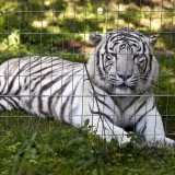 telas metálica soldada Santa Maria telas metálica soldada Santa Maria